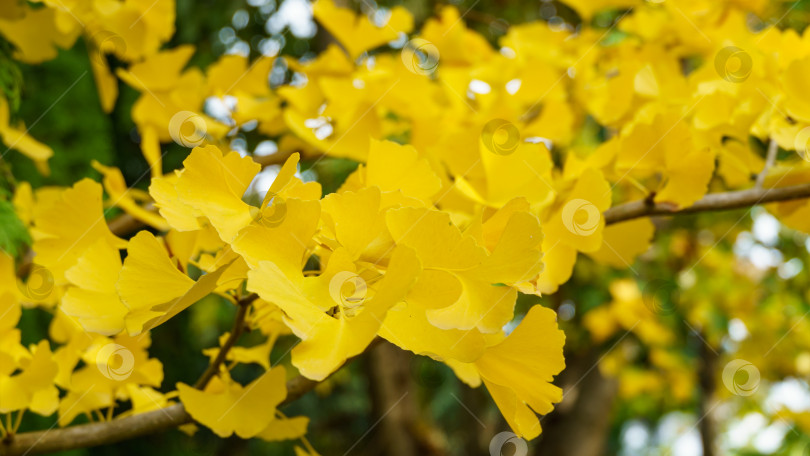 Скачать Желтые и золотые листья дерева гинкго билоба (Ginkgo biloba), известного как гинкго или гинкго гингко, на фоне размытой листвы. Крупный план золотистой листвы - элегантная природная концепция дизайна фотосток Ozero
