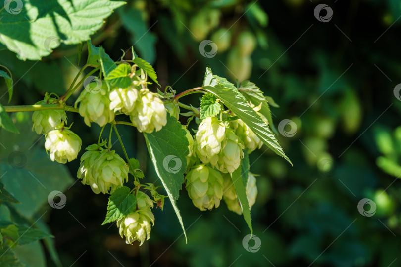 Скачать Зеленые свежие шишки хмеля (Humulus lupulus) в солнечном саду. Крупный план сельскохозяйственных растений для приготовления пива и хлеба. Humulus lupulus, хмель обыкновенный, или хмелеплодная рябина, из семейства конопляных Cannabaceae фотосток Ozero