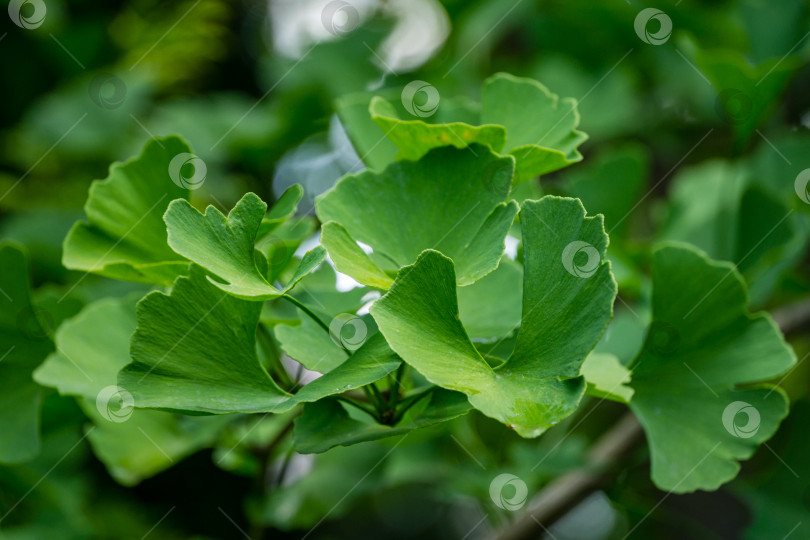 Скачать Дерево гинкго (Ginkgo biloba) или гинкго гингко с ярко-зелеными молодыми листьями на фоне размытой листвы. Выборочный крупный план. Свежая концепция природы на обоях. Место для вашего текста фотосток Ozero