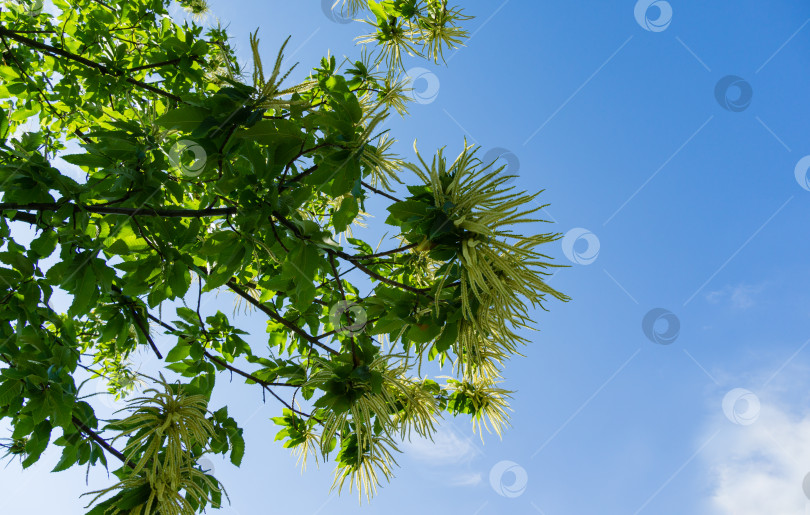 Скачать Цветы сладкого каштана (Castanea sativa). Крупный план цветков сладкого каштана (испанского или просто каштана) на фоне голубого неба в городском парке Краснодара или парке Галицкого. фотосток Ozero