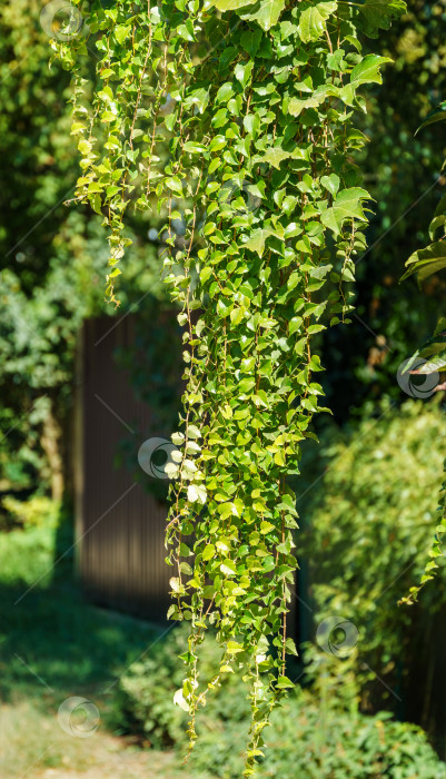 Скачать Пышная зелень партеноциссуса трехстворчатого "Вейчии" или бостонского плюща свисает со стен зданий.  Виноград или японский плющ в качестве естественного фона. Выборочный акцент. фотосток Ozero