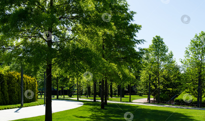 Скачать Аллея красивых деревьев из ивового дуба (Quercus phellos) под солнцем. Дубы растут вокруг одной из парковых зон отдыха в общественном ландшафтном городском парке "Краснодар" или "Парк Галицкого". Весна 2021 фотосток Ozero