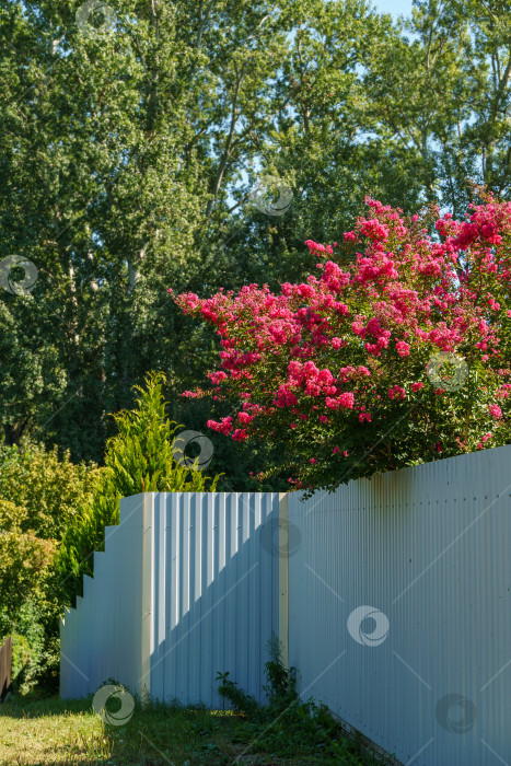 Скачать Серый металлический забор вокруг частной территории с цветущей лагерстремией индикой. Красивые розовые цветы на миртовом дереве. Металлическое ограждение частной собственности в сельской местности. Концепция безопасности фотосток Ozero