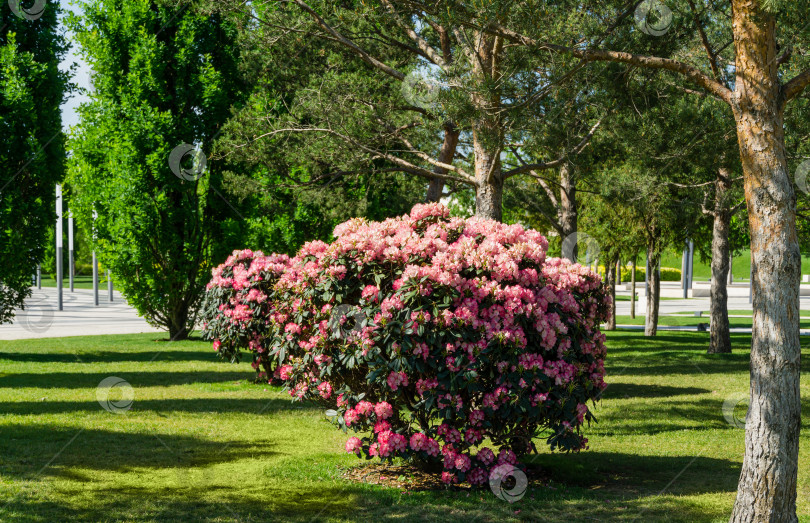 Скачать Пейзаж с цветущим кустом рододендрона Якушиманума "Фантастика". Большая розовая цветущая азалия в городском парке "Краснодар" или "Парк Галицкого". Лучшее место для отдыха и прогулок фотосток Ozero