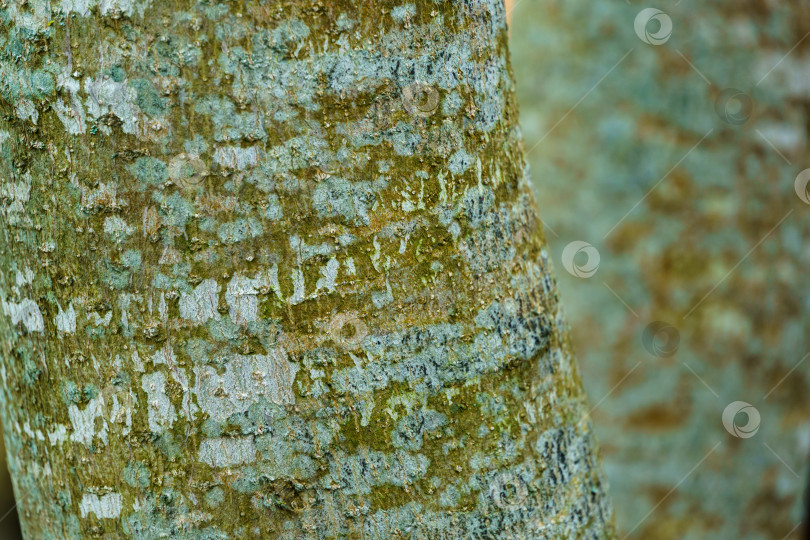 Скачать Красивая текстура серо-зеленой коры магнолии Кобус (Kobushi). Крупный план интересной коры молодого дерева, растущего в саду. Свежие обои и концепция фона на природе. фотосток Ozero