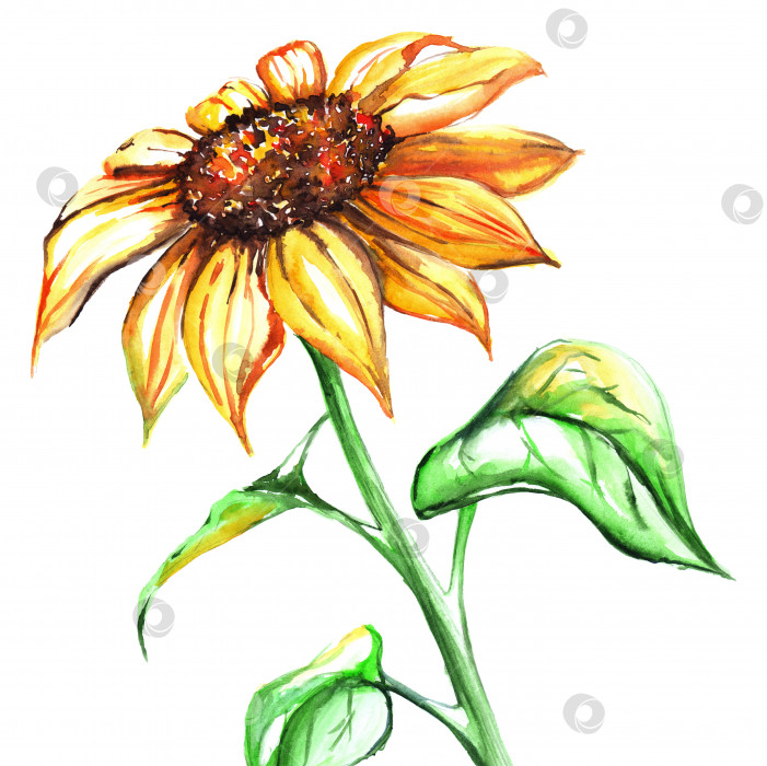 Скачать Акварельное желтое солнце цветок подсолнуха одиночный изолированный фотосток Ozero