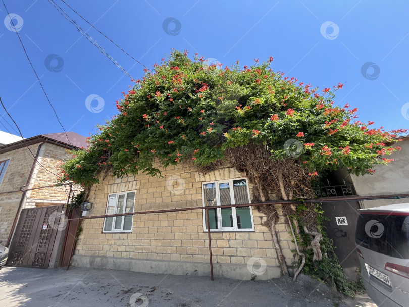 Скачать Дом в цветах фотосток Ozero