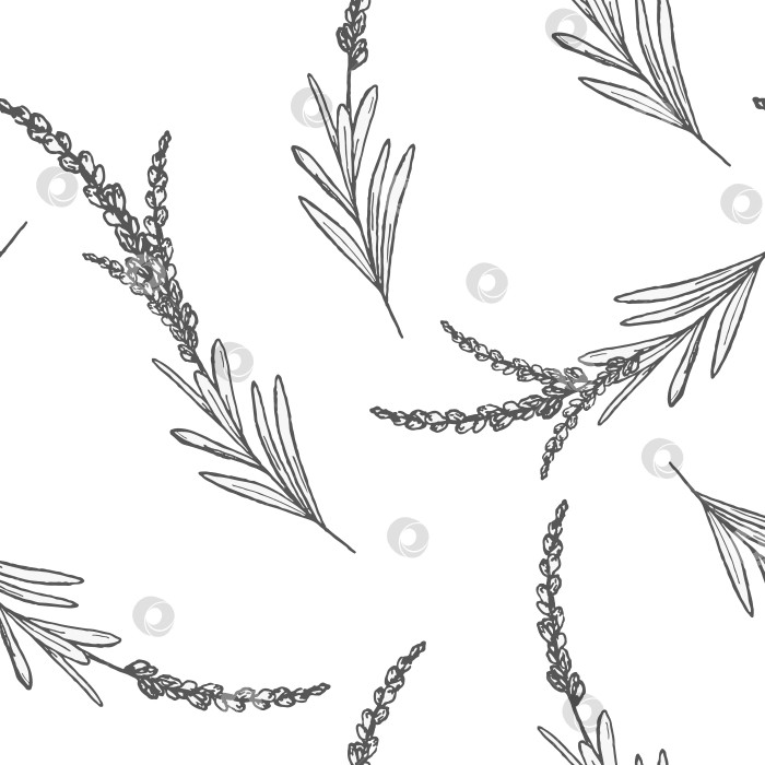 Скачать Иллюстрация тушью бесшовный узор с веточками лаванды и цветами, нарисованные от руки графические линии для велнес-брендинга, косметической упаковки, текстильного дизайна или проектов по изготовлению натуральной косметики. фотосток Ozero