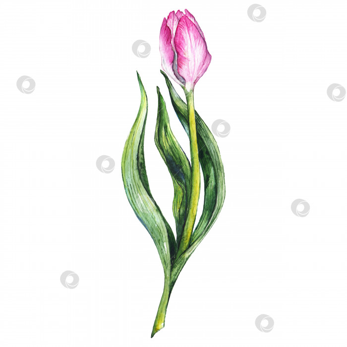 Скачать Акварель розовый тюльпан весенний цветок природа изолированное искусство фотосток Ozero