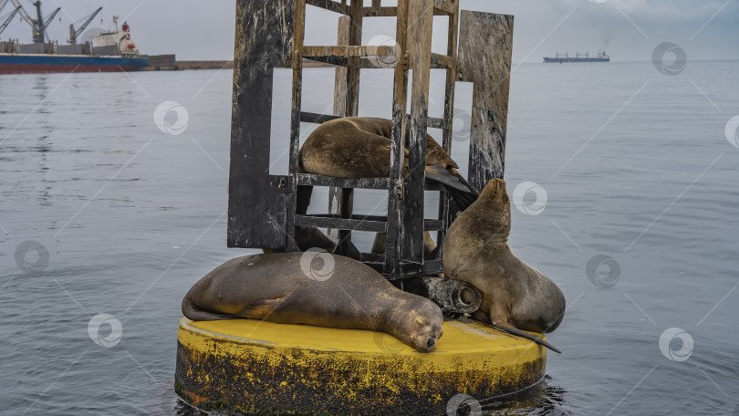 Скачать Дикие морские котики отдыхают на буйке в океане. фотосток Ozero