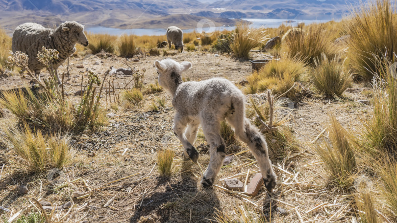 Скачать Овцы пасутся на высокогорном пастбище. Маленький ягненок бежит к своей матери. фотосток Ozero
