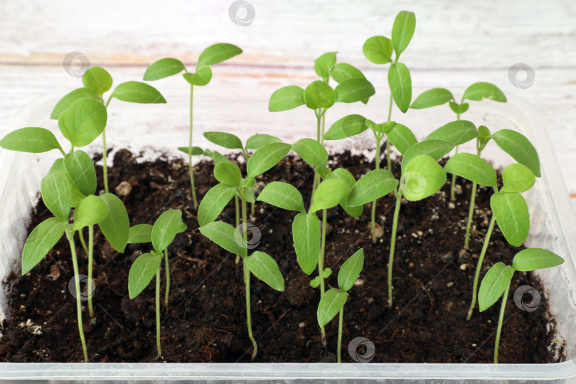 Скачать небольшие растения - рассада баклажанов, растущая в пластиковом ящике. Выращивание овощной рассады фотосток Ozero