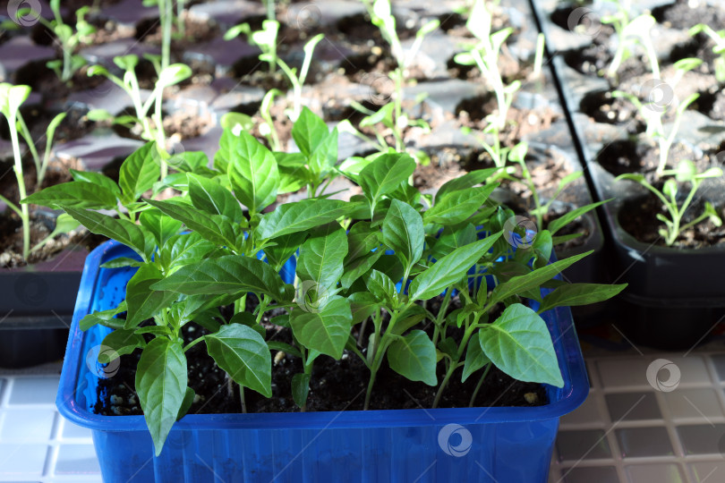 Скачать рассада сладкого перца, растущая в синем пластиковом контейнере на фоне кассеты с растениями фотосток Ozero