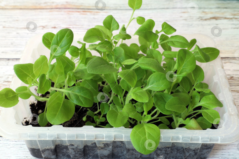 Скачать рассада петунии, выращиваемая в домашних условиях в прозрачном пластиковом контейнере фотосток Ozero