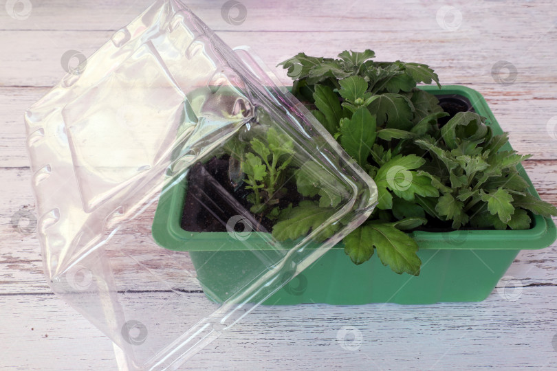 Скачать Черенки корейской хризантемы, выращиваемые в пластиковом контейнере фотосток Ozero