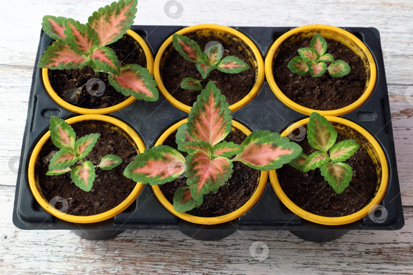 Скачать молодые растения колеуса, выращенные из семян, растут в отдельных пластиковых стаканчиках фотосток Ozero