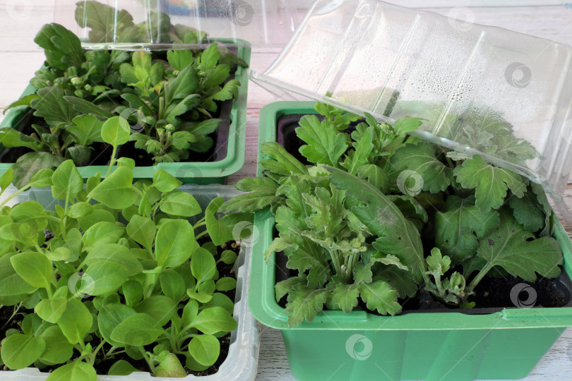 Скачать выращивание растений - петуний и черенков корейских хризантем в мини-теплицах фотосток Ozero