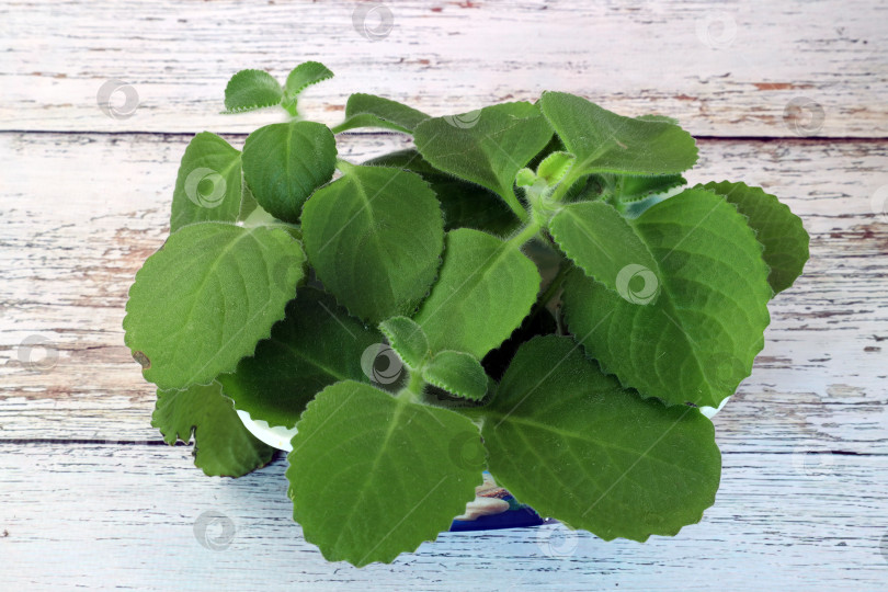 Скачать для черенкования используют побеги мяты с мясистыми листьями фотосток Ozero