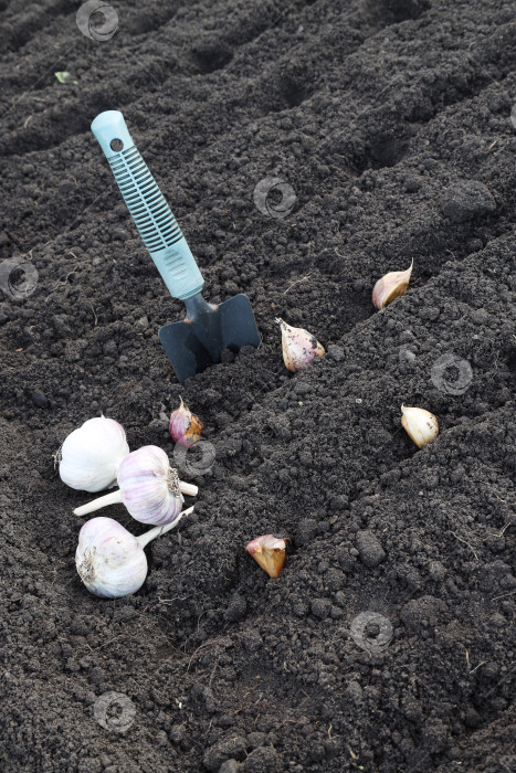 Скачать чеснок для посадки осенью и лопатка для садоводства фотосток Ozero