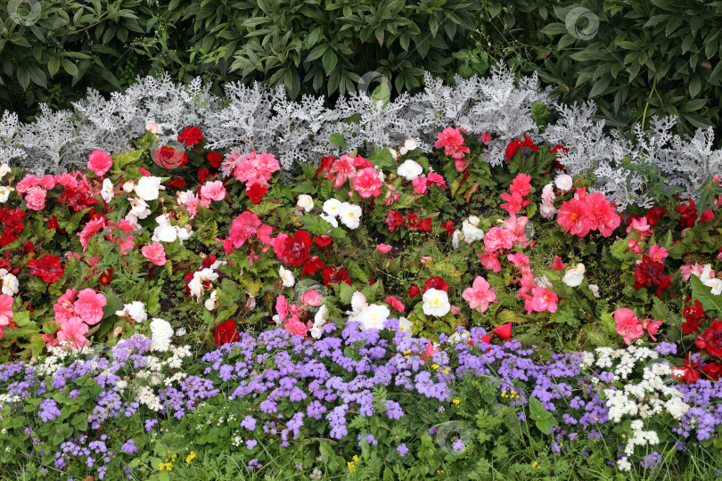 Скачать красочная клумба в парке из кустов пионов, декоративной травы, цветущих бегоний и агератрума фотосток Ozero