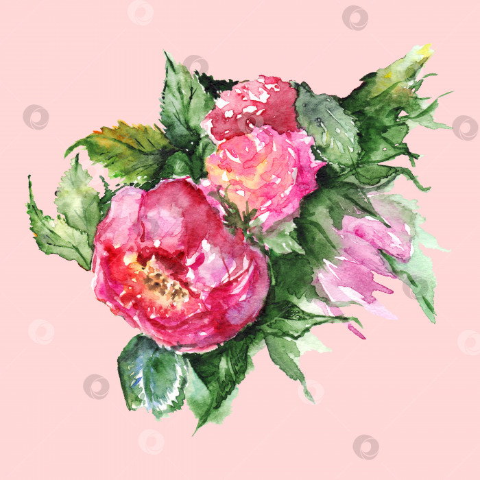 Скачать Акварельный цветок бутоньерка из цветочного пиона изолированная иллюстрация фотосток Ozero