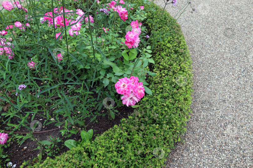 Скачать клумба оригинальной круглой формы. Основные элементы - парковые розы и низкорослая спирея фотосток Ozero