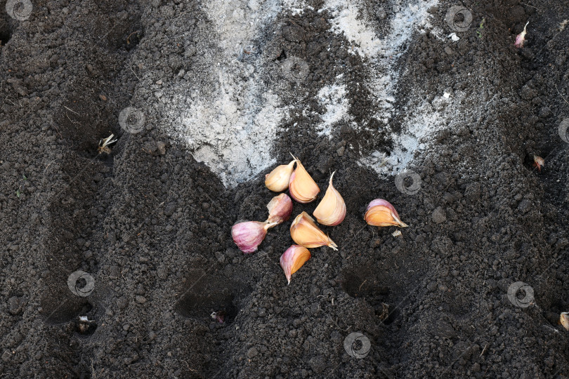 Скачать зубчики чеснока лежат на подготовленной для посадки грядке, посыпанной золой фотосток Ozero