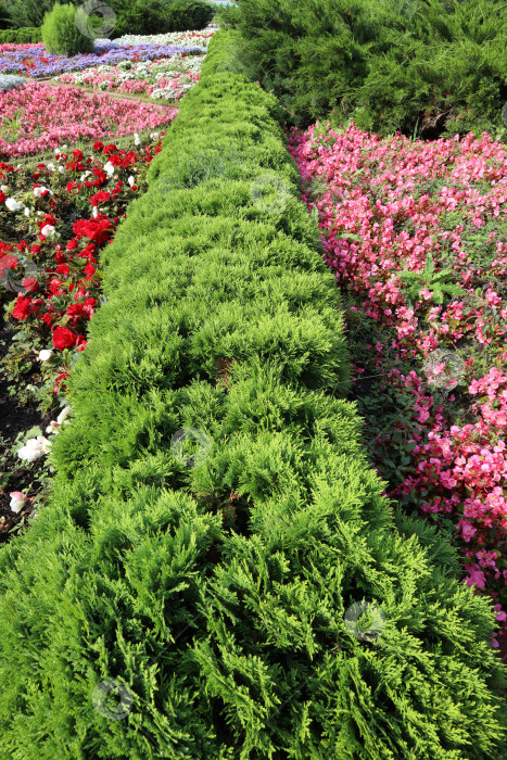 Скачать зеленая полоса низкорослой туи в обрамлении цветущих бегоний фотосток Ozero