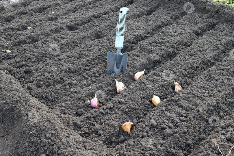 Скачать посадила зубчики чеснока на грядку и взяла лопату для работы с почвой фотосток Ozero