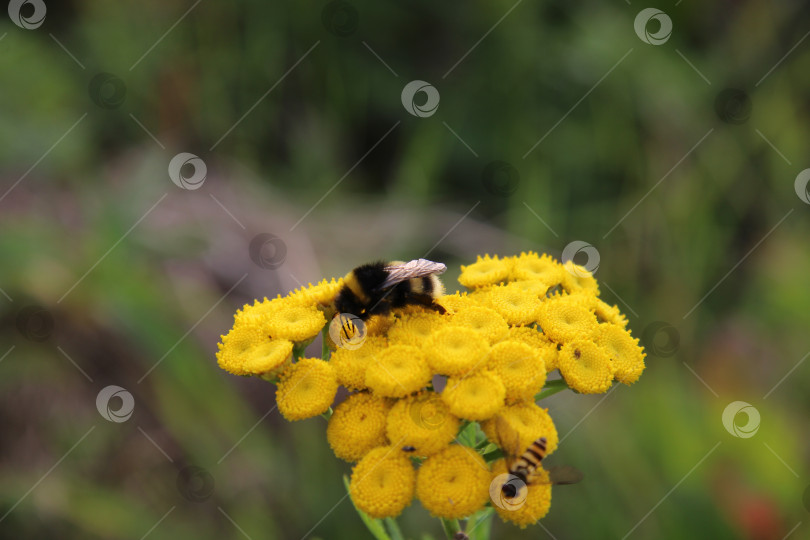 Скачать пчела и оса сидят на желтом цветке, в деталях, фотосток Ozero
