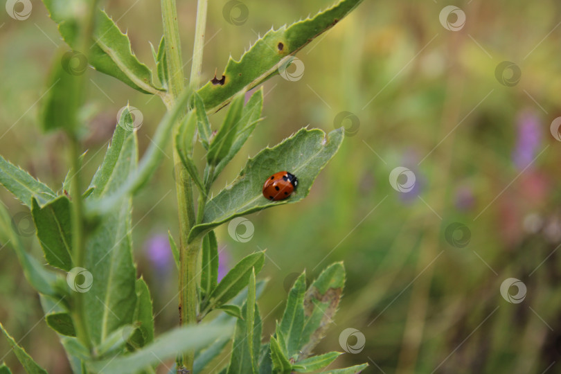 Скачать макрос божьей коровки на листе фотосток Ozero