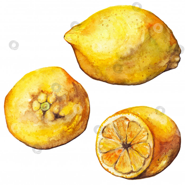 Скачать Акварель лимон цитрусовые желтые экзотические фрукты изолированное искусство фотосток Ozero