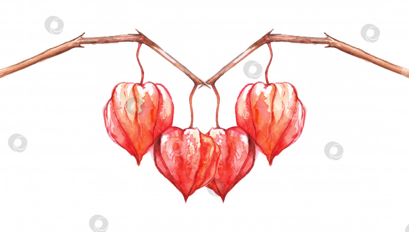Скачать Нарисованный акварелью физалис зимняя вишня капский крыжовник изолированные плоды ягоды фотосток Ozero