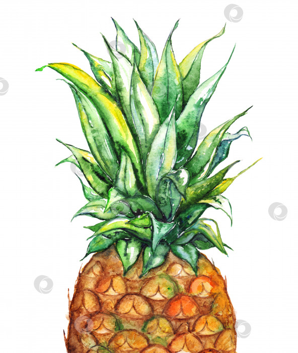 Скачать Нарисованный акварелью от руки ананас экзотический тропический фрукт изолирован фотосток Ozero