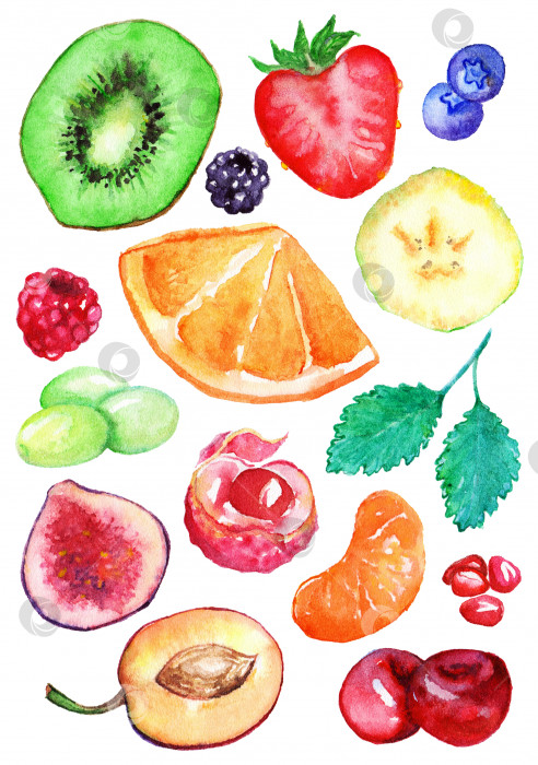 Скачать Акварельный набор ломтиков экзотических фруктов и ягод изолированный фотосток Ozero