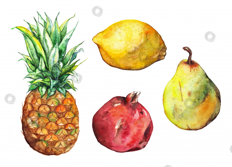 Скачать Акварельный набор фруктов ананас гранат лимон груша изолированный фотосток Ozero