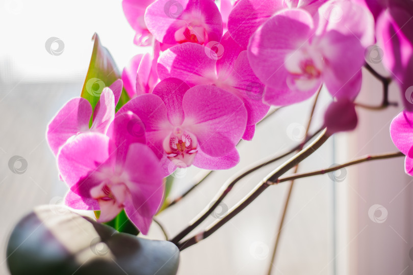 Скачать Розовый цветок и листья орхидеи фаленопсис в цветочном горшке на подоконнике в доме. Уход за комнатным растением. фотосток Ozero