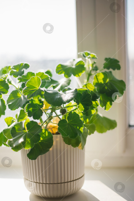 Скачать На окне стоит цветок герани в горшке. Сочная зелень. фотосток Ozero