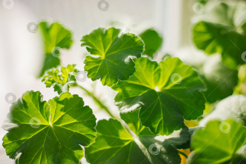 Скачать Зеленые листья цветка герани крупным планом. Комнатное растение. Текстура и естественный фон. фотосток Ozero