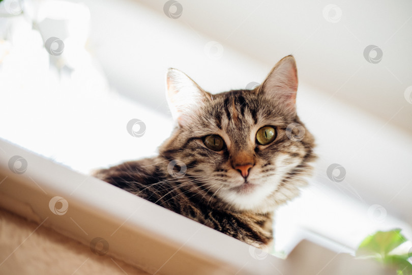 Скачать Портрет полосатой домашней кошки. Кошачья мордочка крупным планом. фотосток Ozero