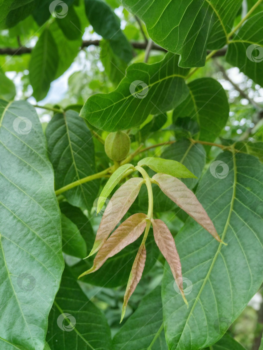 Скачать Ветка грецкого ореха. фотосток Ozero