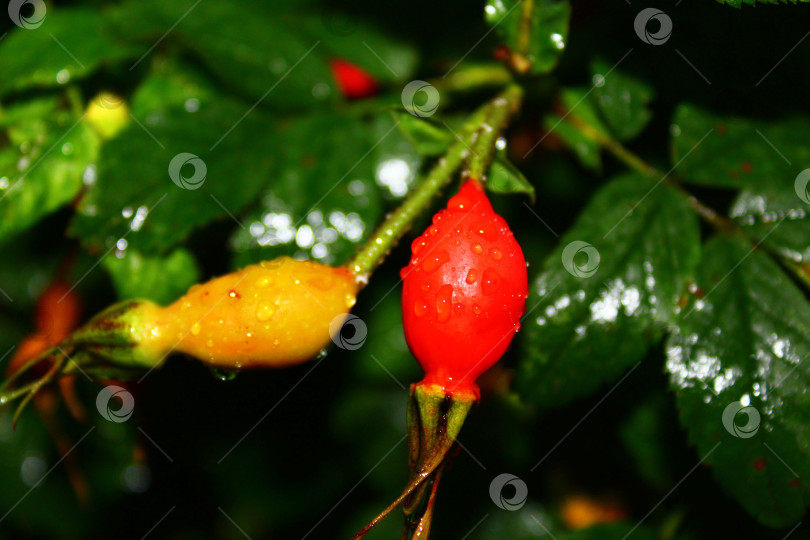 Скачать Плоды шиповника фотосток Ozero