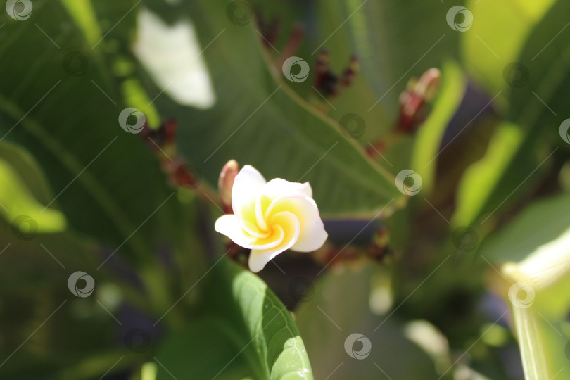 Скачать Красивый экзотический цветок фотосток Ozero