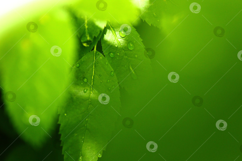Скачать Зелень и листья с росой фотосток Ozero