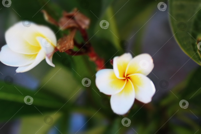 Скачать Красивый экзотический цветок фотосток Ozero