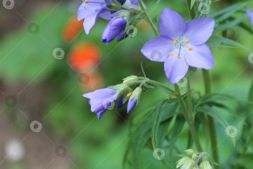 Скачать Голубые красивые цветы фотосток Ozero