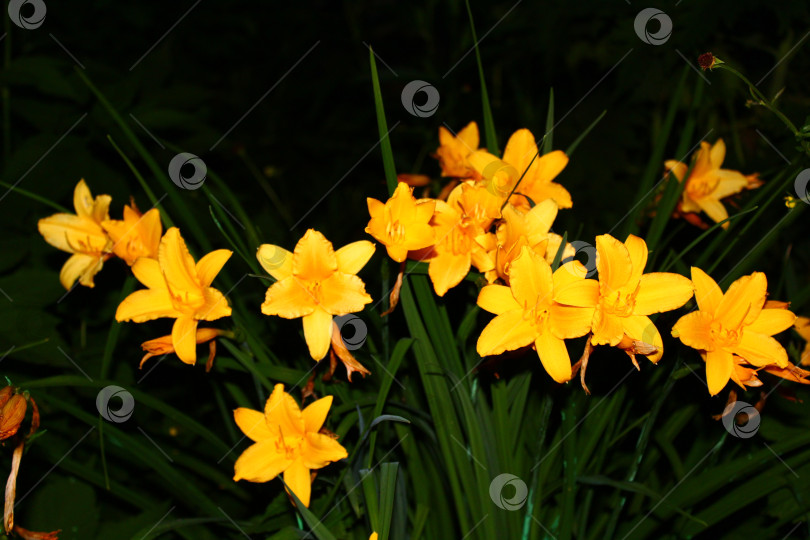 Скачать Красивые цветы лилии фотосток Ozero