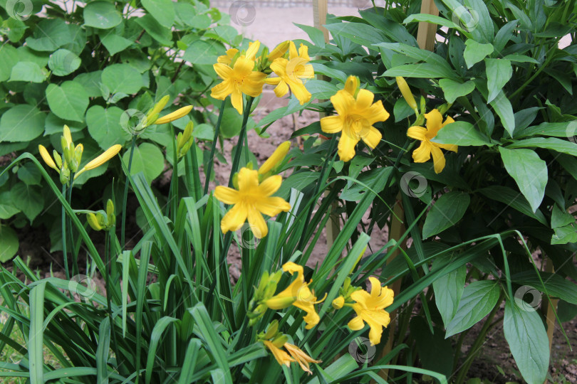 Скачать Красивые цветы лилии фотосток Ozero