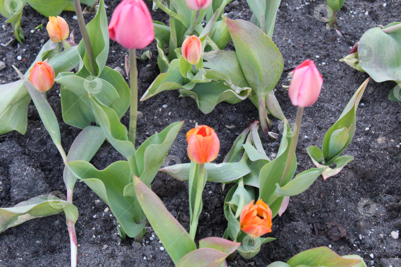 Скачать Красивые цветы тюльпаны фотосток Ozero