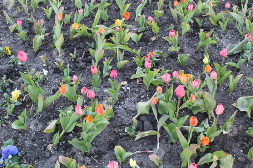 Скачать Тюльпаны розовые в саду фотосток Ozero